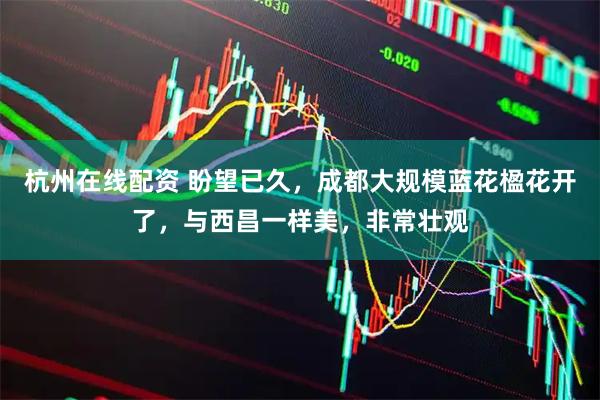 杭州在线配资 盼望已久，成都大规模蓝花楹花开了，与西昌一样美，非常壮观